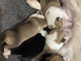 2 chiots Welsh Corgis Pembroke LOF disponiblesà la vente