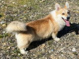 2 chiots Welsh Corgis Pembroke LOF disponiblesà la vente