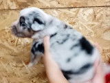 Chiots Bergers Australiens LOF à réserver