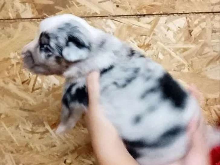 Chiots Bergers Australiens LOF à réserver
