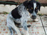 Kilua, adorable chiot à adopter
