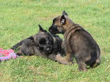 Chiot femelle Berger Belges Malinois LOF à vendre