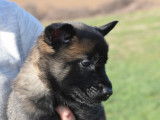 Chiot femelle Berger Belges Malinois LOF à vendre