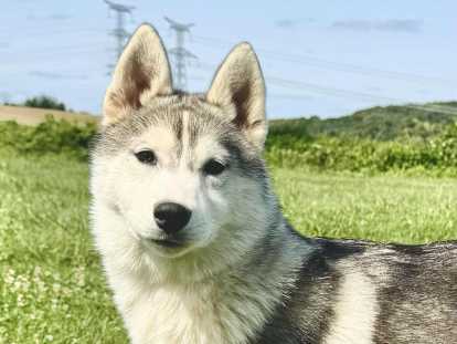 Chiot femelle Husky de Sibérie LOF à vendre