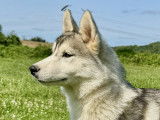 Chiot femelle Husky de Sibérie LOF à vendre