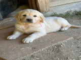 Chiots Golden Retriever LOF à vendre