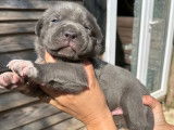 Chiots Cane Corso LOF à vendre