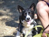 Terra, femelle de type Border Collie à adopter