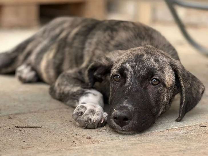 Bro, chiot mâle à adopter