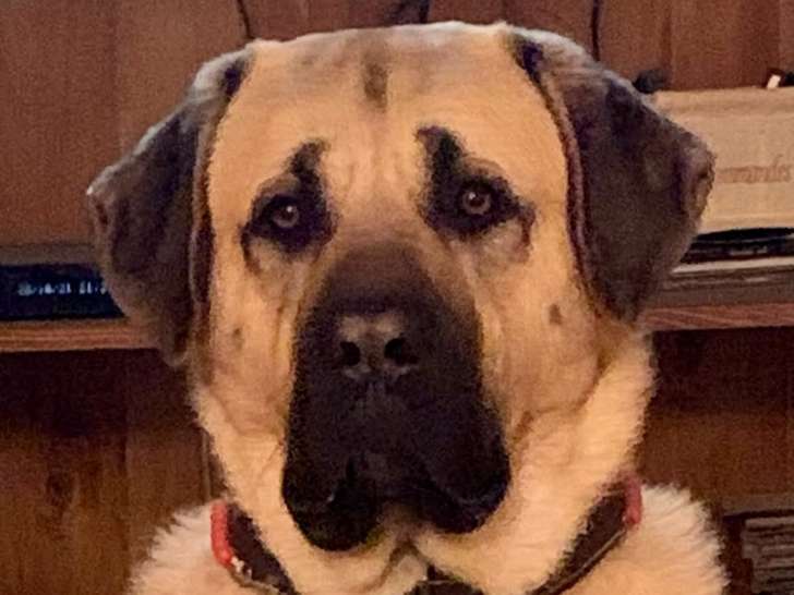 Chiots Kangal LOF à vendre