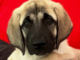 Chiots Kangal LOF à vendre