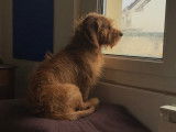 Cherche femelle Basset Fauve de Bretagne pour saillie