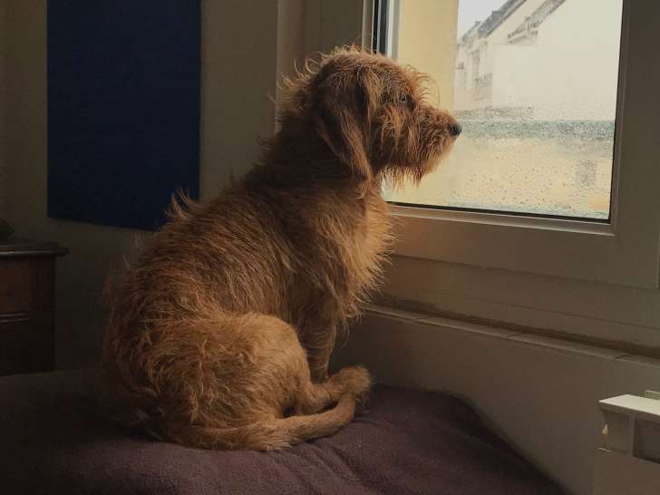 Cherche femelle Basset Fauve de Bretagne pour saillie