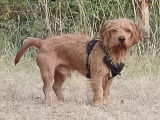 Cherche femelle Basset Fauve de Bretagne pour saillie