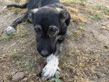 Charles, chiot mâle à adopter