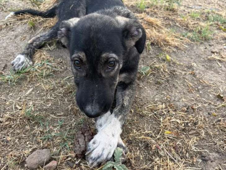 Charles, chiot mâle à adopter