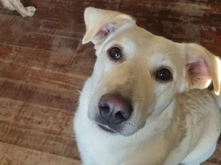 Nea, chienne à adopter