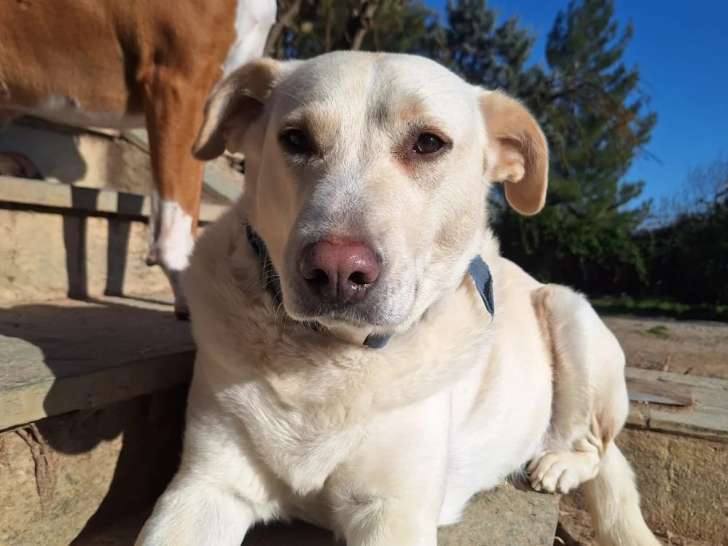 Nea, chienne à adopter