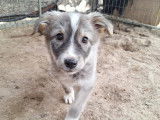 Sophie, chiot femelle à adopter