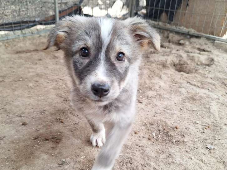 Sophie, chiot femelle à adopter