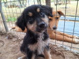 Antuan, chiot mâle à adopter