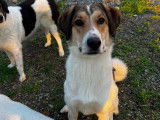 Karmen, chienne à adopter