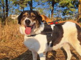 Piper, chienne noir et blanc à adopter