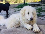 Mr White, chien blanc à adopter