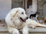 Mr White, chien blanc à adopter