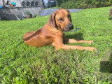 Chiots Rhodesian Ridgeback à vendre