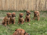 Chiots Rhodesian Ridgeback à vendre