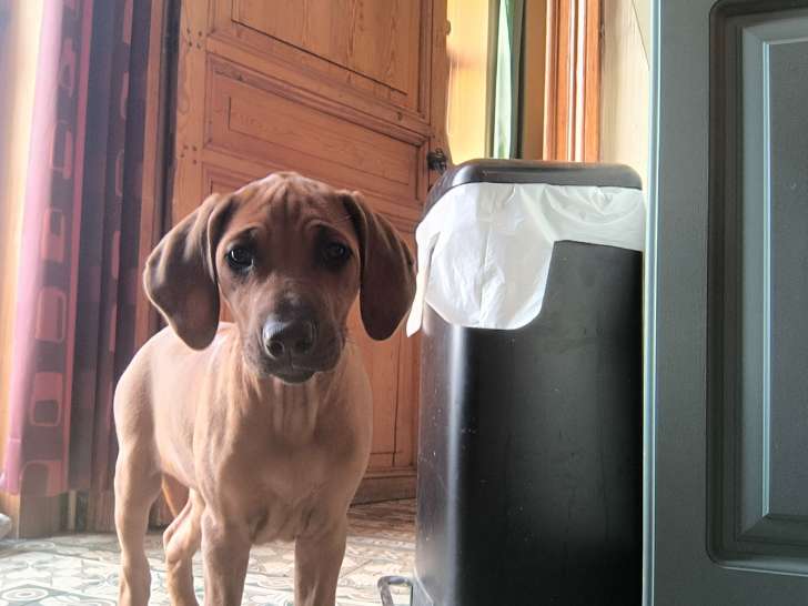 Chiots Rhodesian Ridgeback à vendre