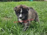 Chiots Akita Inu bringés à réserver