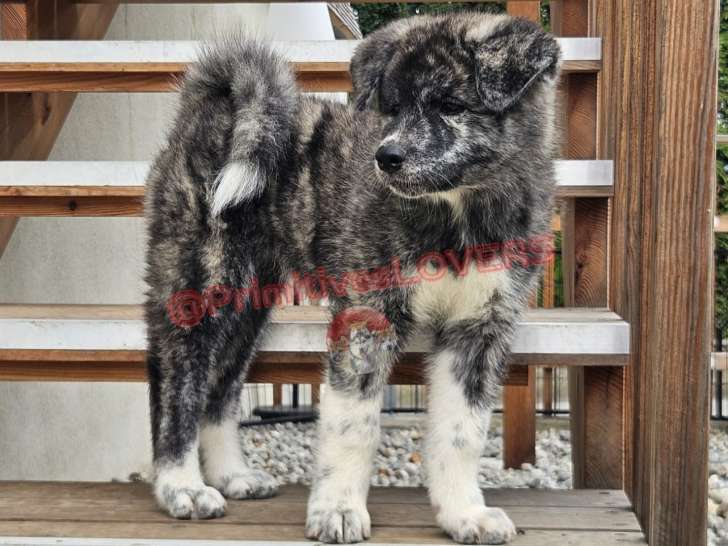 Chiots Akita Inu bringés pour famille 5 etoiles
