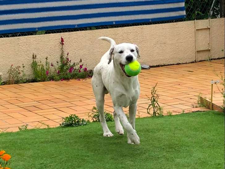 Donne Labrador croisé Dalmatien de 3 ans
