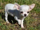 Chiot femelle Chihuahua miniature à vendre
