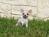 Chiot femelle Chihuahua miniature à vendre