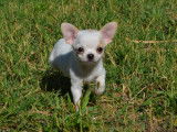Chiot femelle Chihuahua miniature à vendre