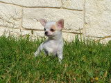 Chiot femelle Chihuahua miniature à vendre