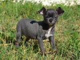 Chiot mâle Chihuahua bleu et blanc à vendre