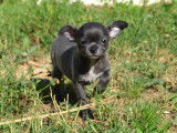 Chiot mâle Chihuahua bleu et blanc à vendre