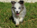 Chiots Border Collie LOF à vendre
