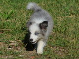 Chiots Border Collie LOF à vendre