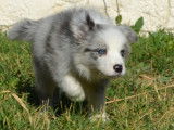 Chiots Border Collie LOF à vendre