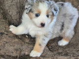 6 chiots femelles Bergers Américains Miniatures à vendre (LOF)