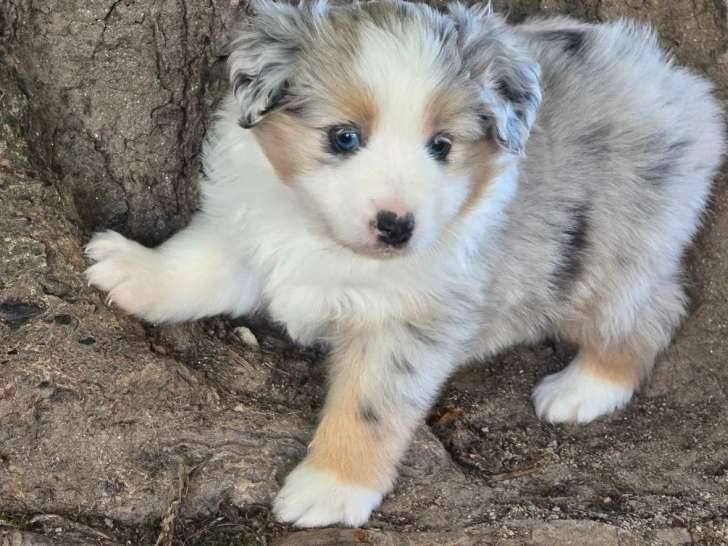 6 chiots femelles Bergers Américains Miniatures à vendre (LOF)