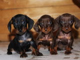 À vendre, 3 chiots Teckel mâles (LOF)