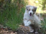 Chiots Bergers Américains Miniatures LOF à vendre
