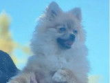 Chienne Spitz Nain Pomeranian LOF de 3 ans disponible à l’achat