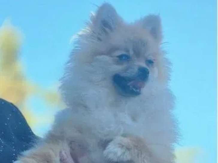 Chienne Spitz Nain Pomeranian LOF de 3 ans disponible à l’achat